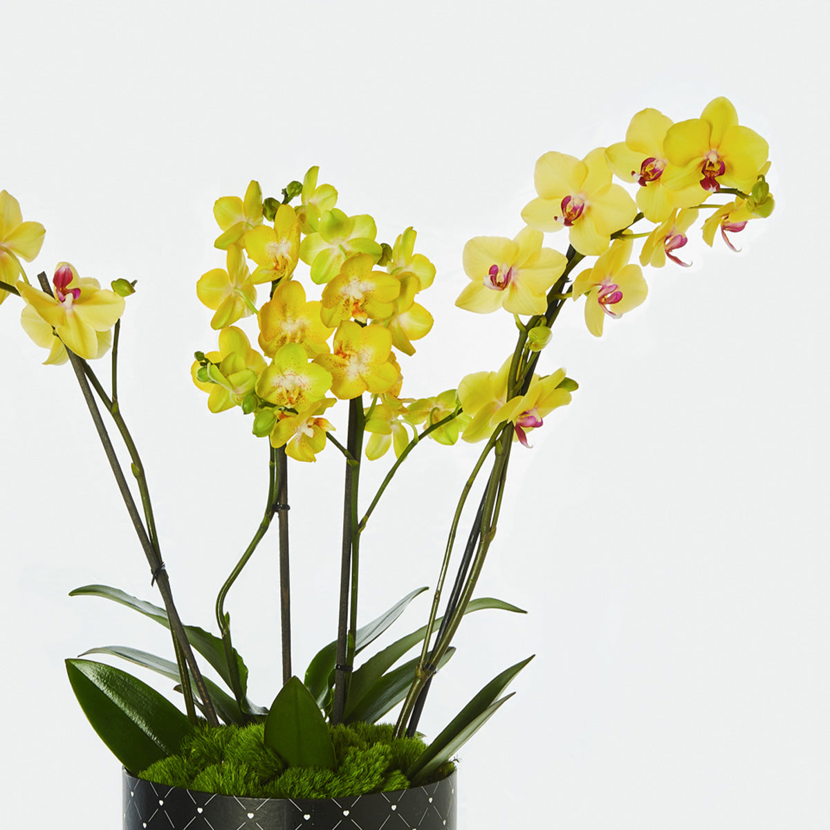 Orquidea Amarilla
