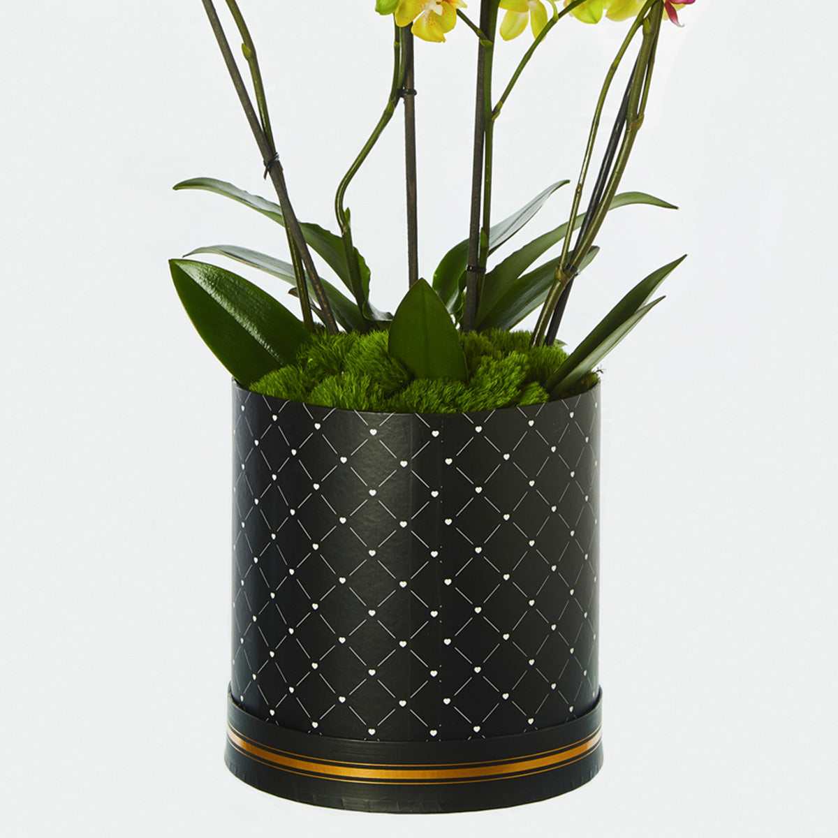 Orquidea Amarilla