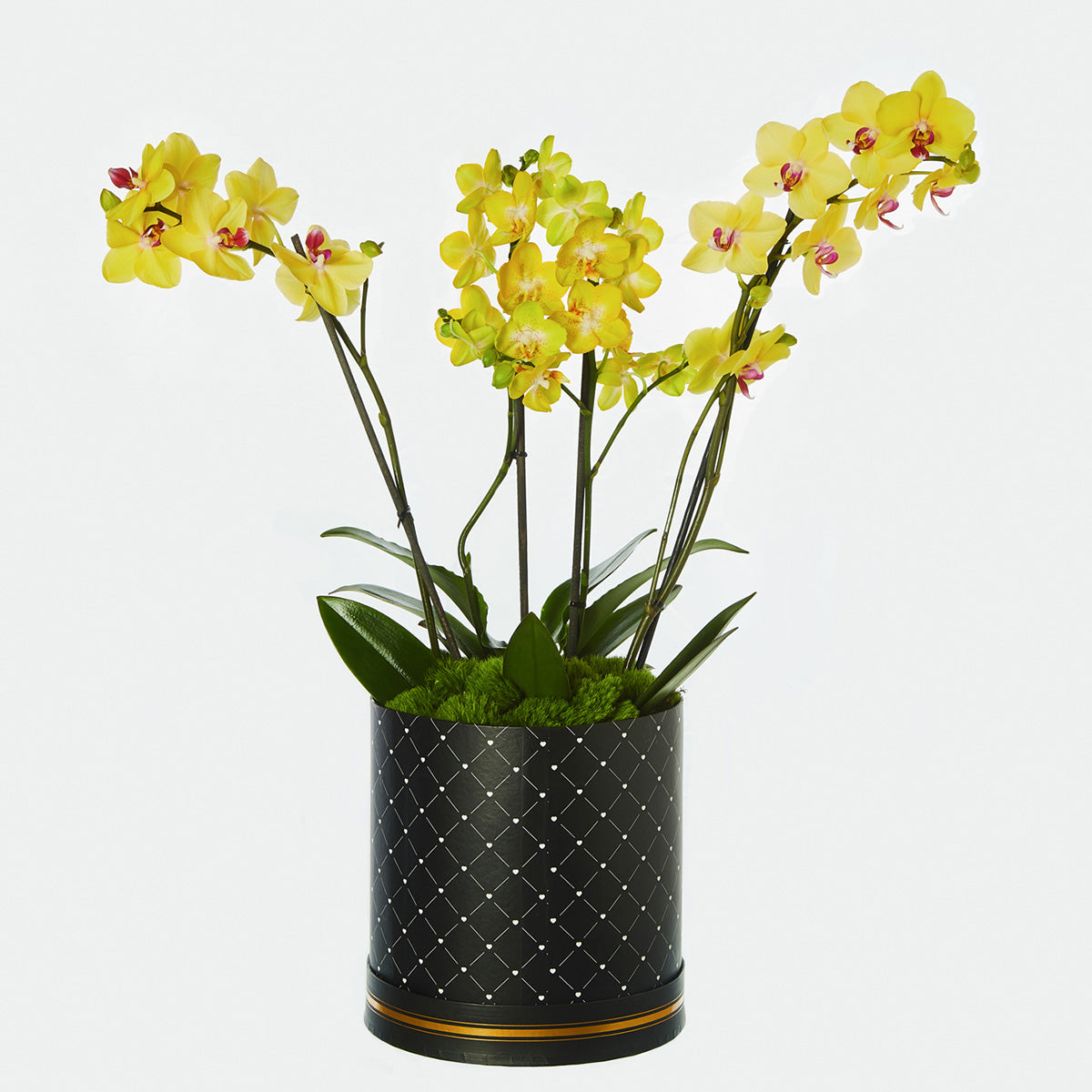 Orquidea Amarilla