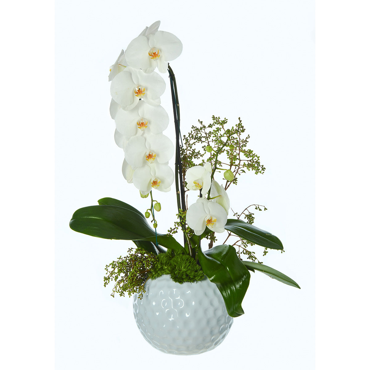 Orquidea Blanca, En Cascada