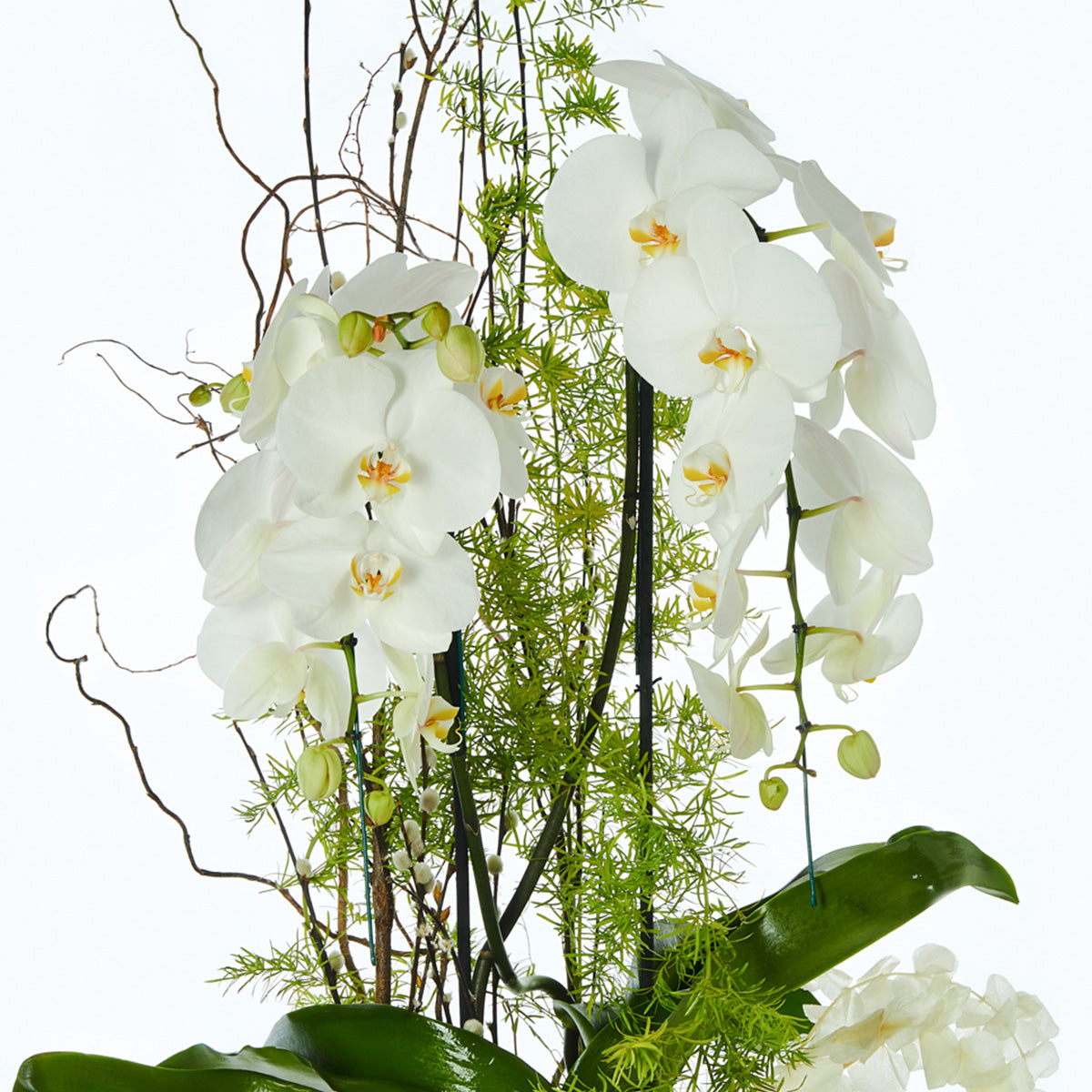 Orquidea Blanca, Doble Cascada