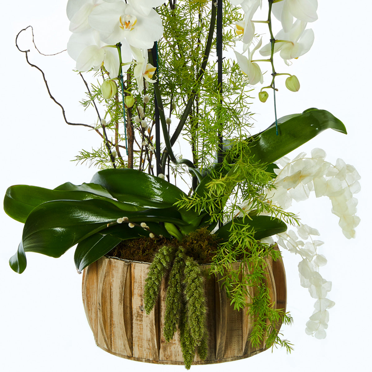Orquidea Blanca, Doble Cascada