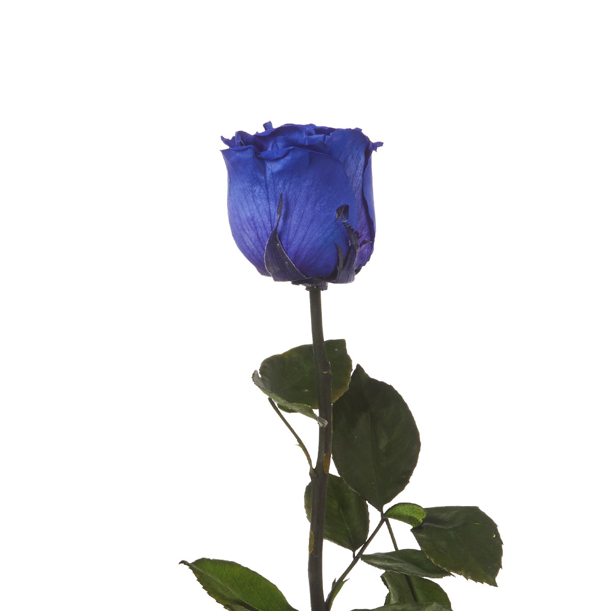 Rosa Eterna Azul