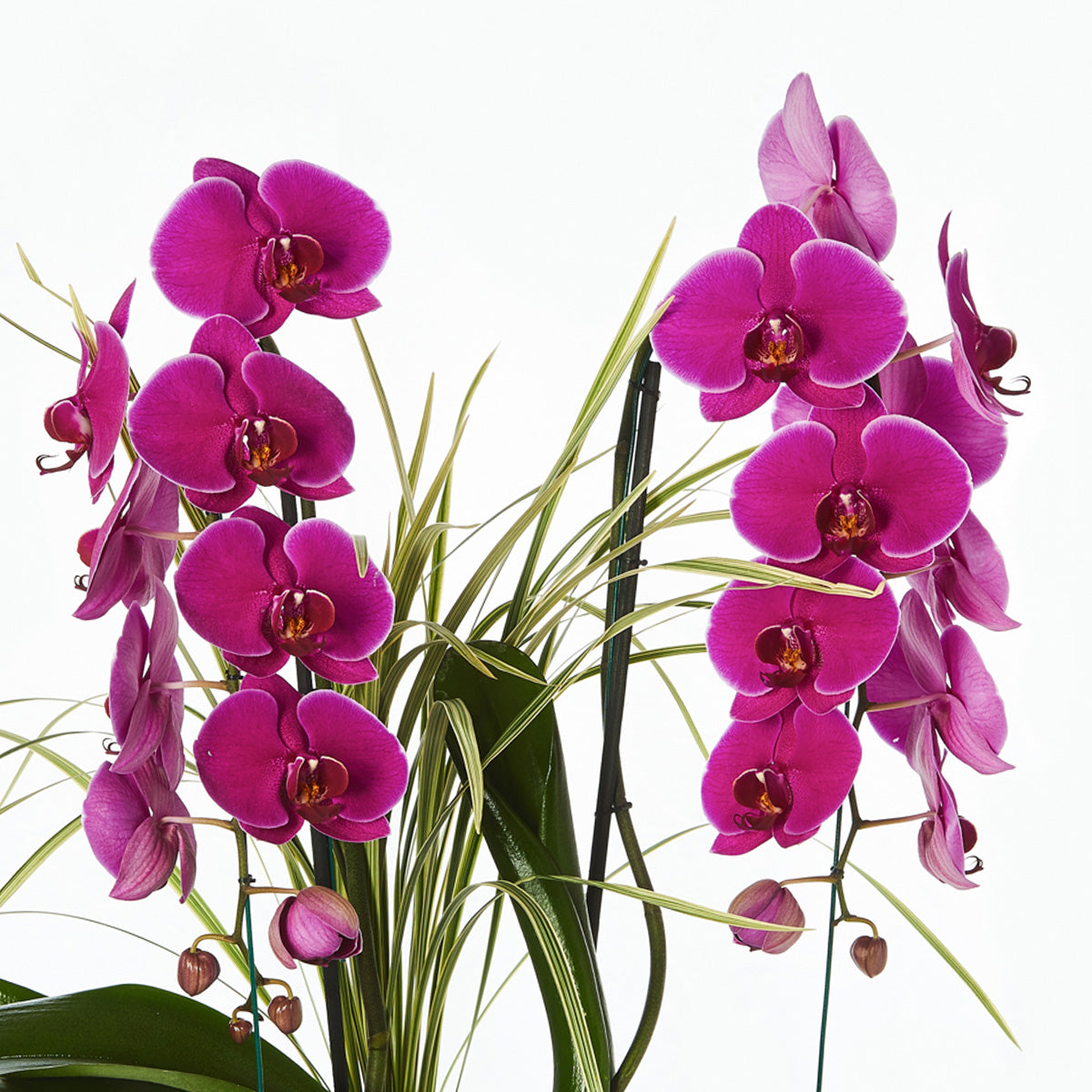 Orquidea En Color, Doble Cascada Y Suculentas