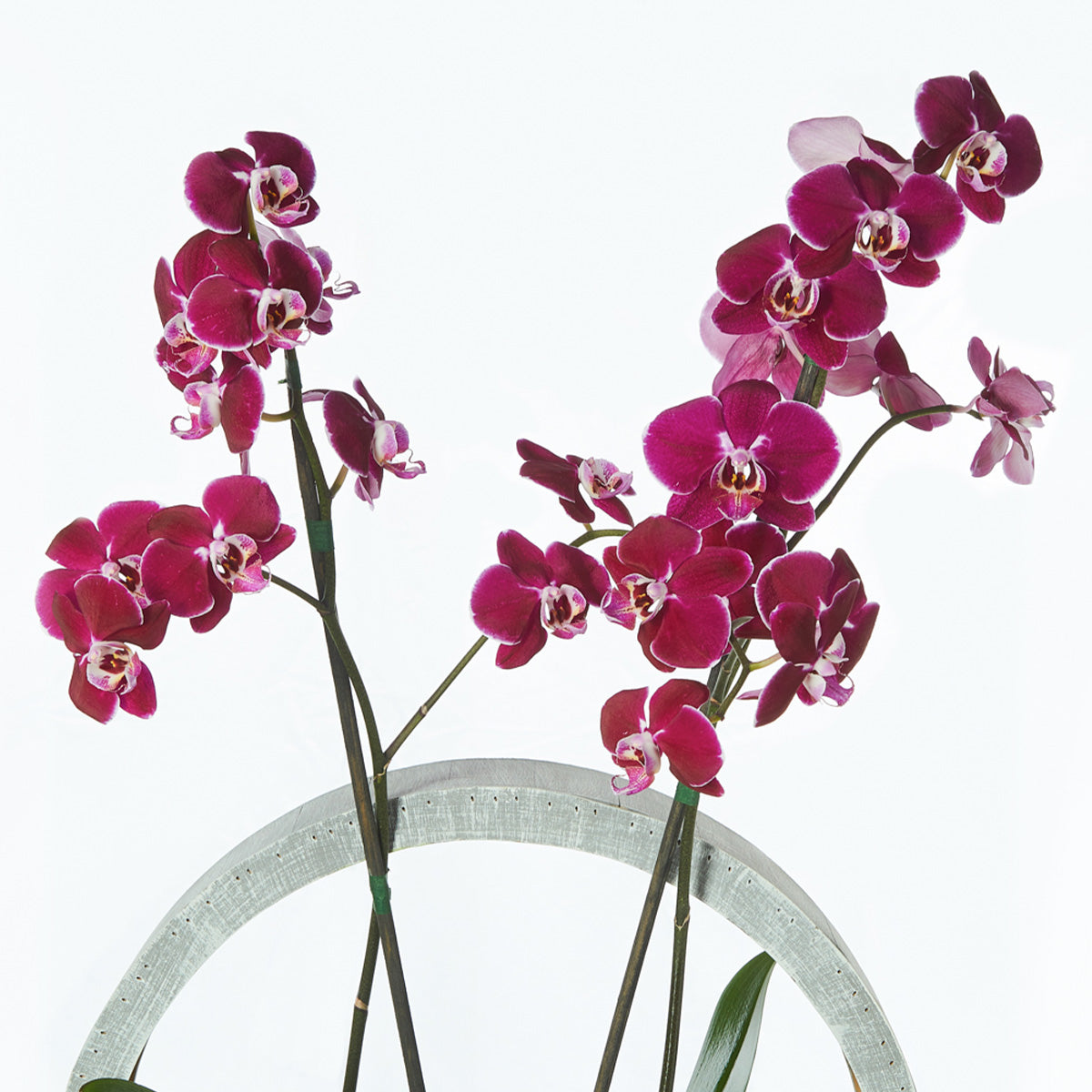 Orquidea  De Color, Colocada Sobre Una Base Especial De Madera Y Suculentas