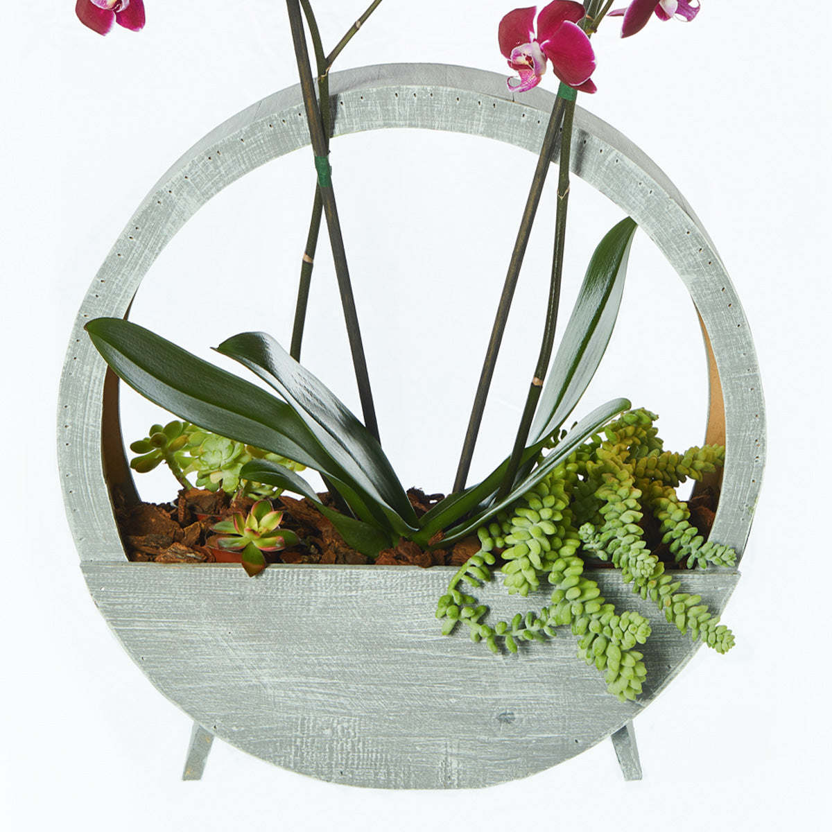 Orquidea  De Color, Colocada Sobre Una Base Especial De Madera Y Suculentas