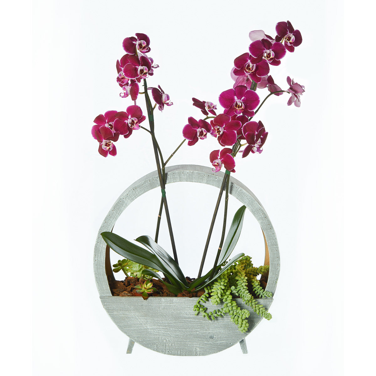 Orquidea  De Color, Colocada Sobre Una Base Especial De Madera Y Suculentas