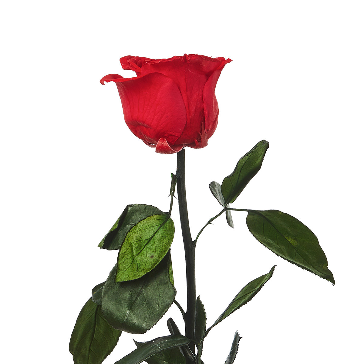 Rosa Eterna Roja