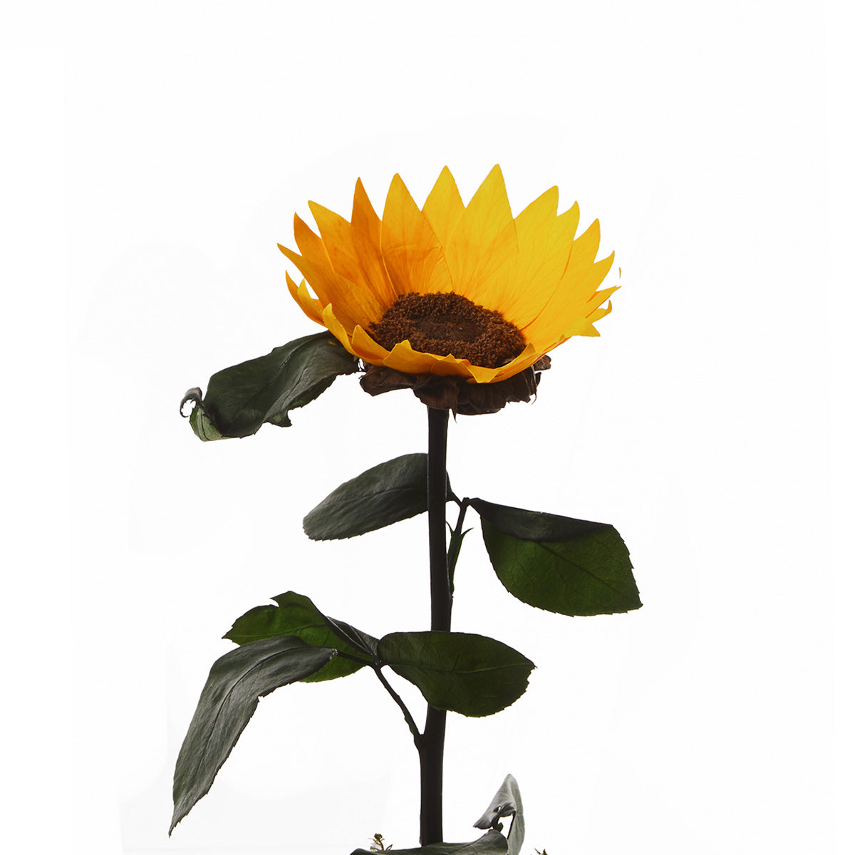 Girasol Eterno