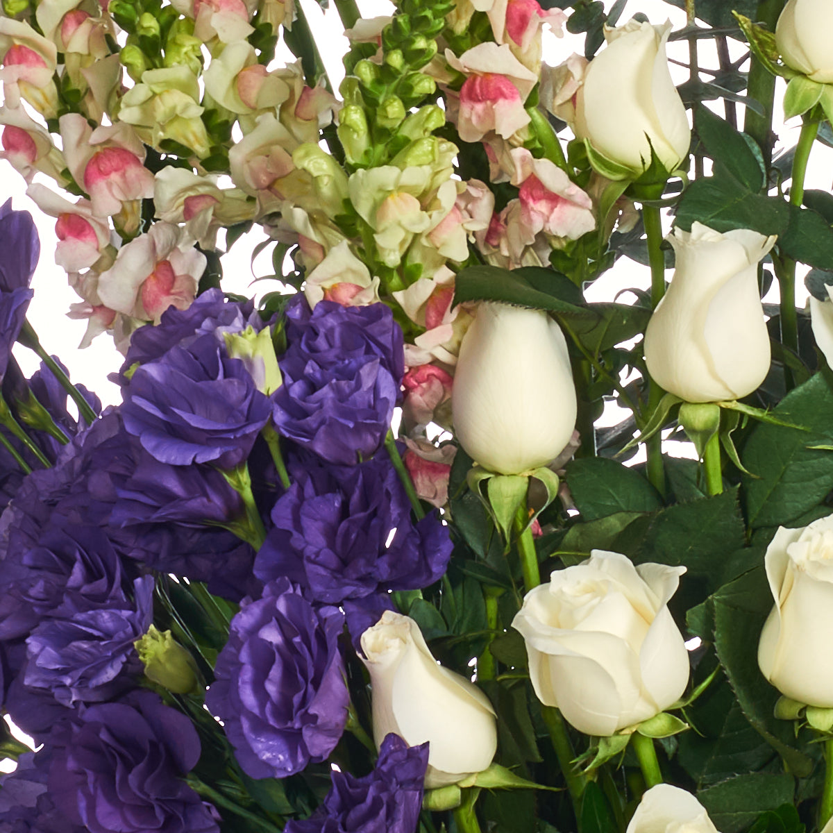 Armonía Violeta