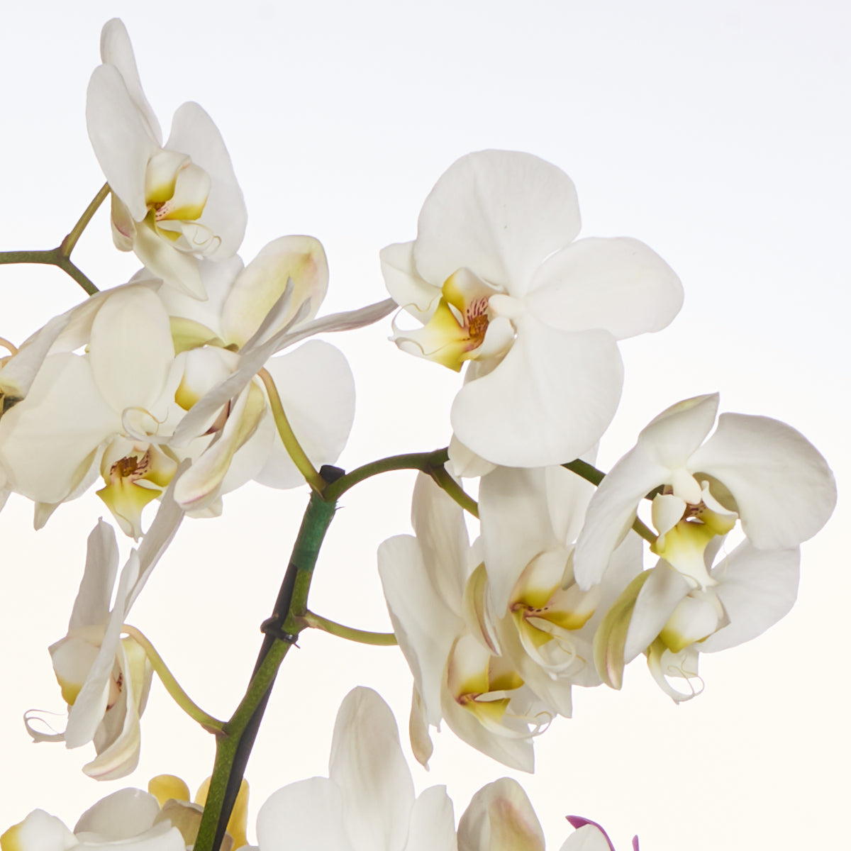 Planta Orquídeas Jumbo