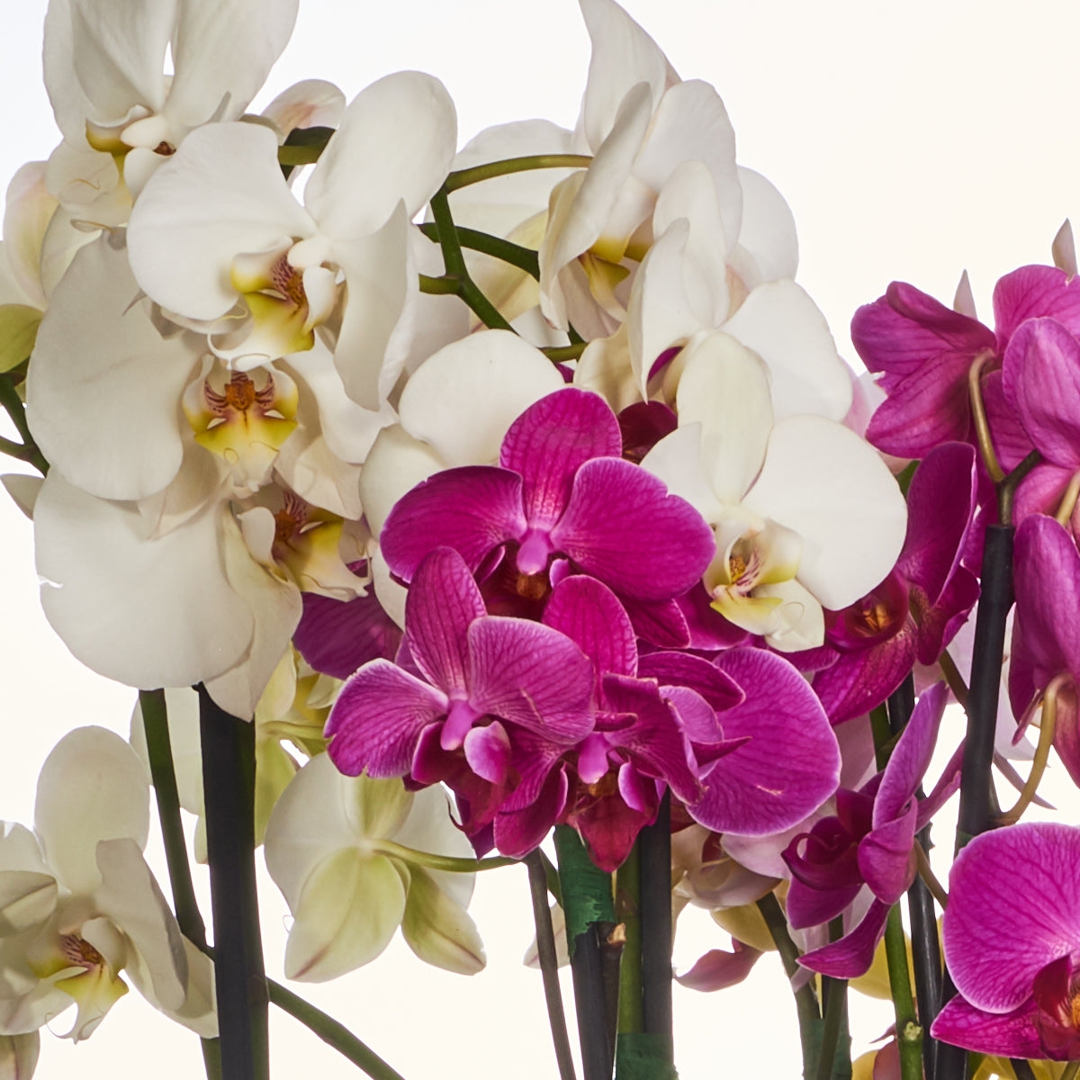 Planta Orquídeas Jumbo