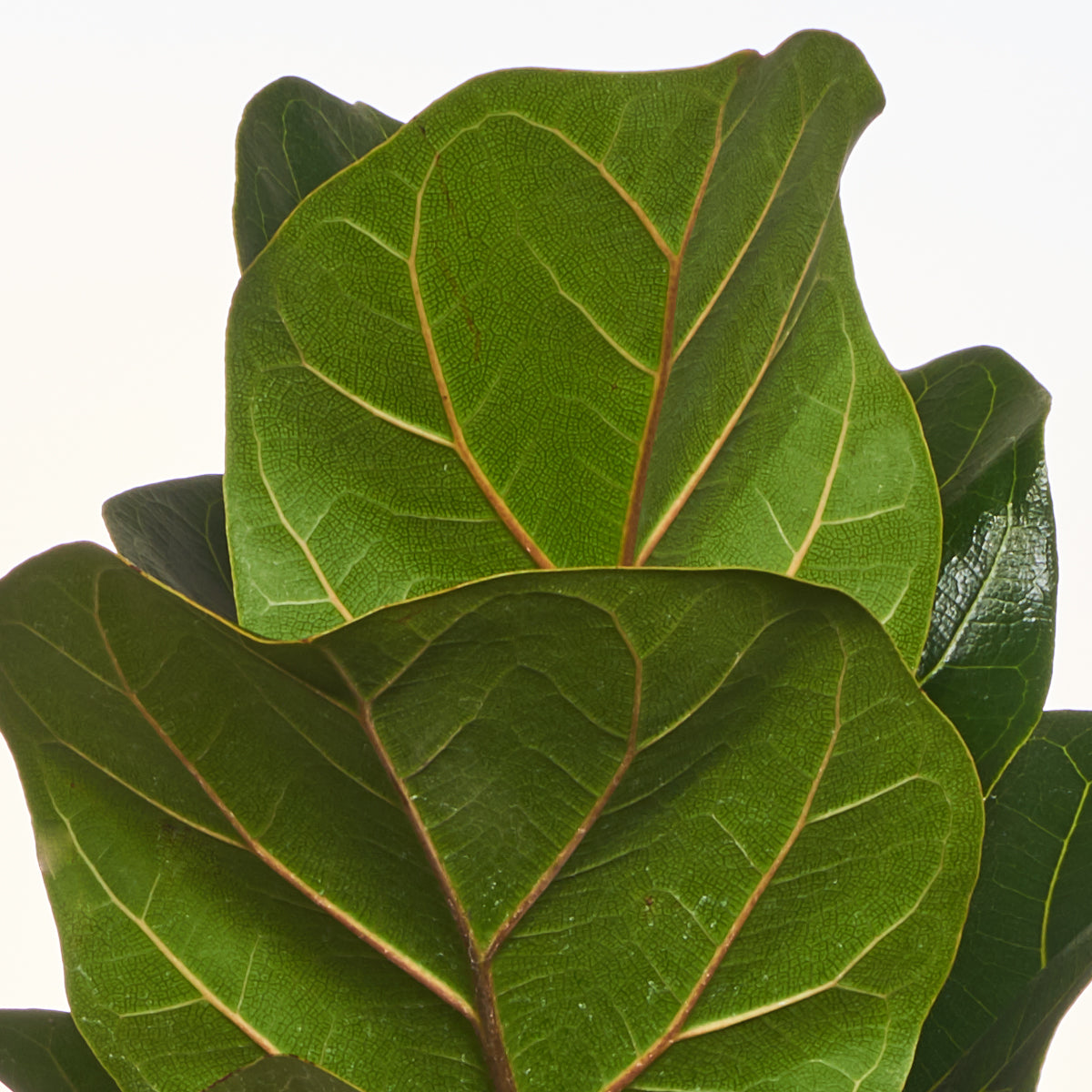Ficus Pandurata