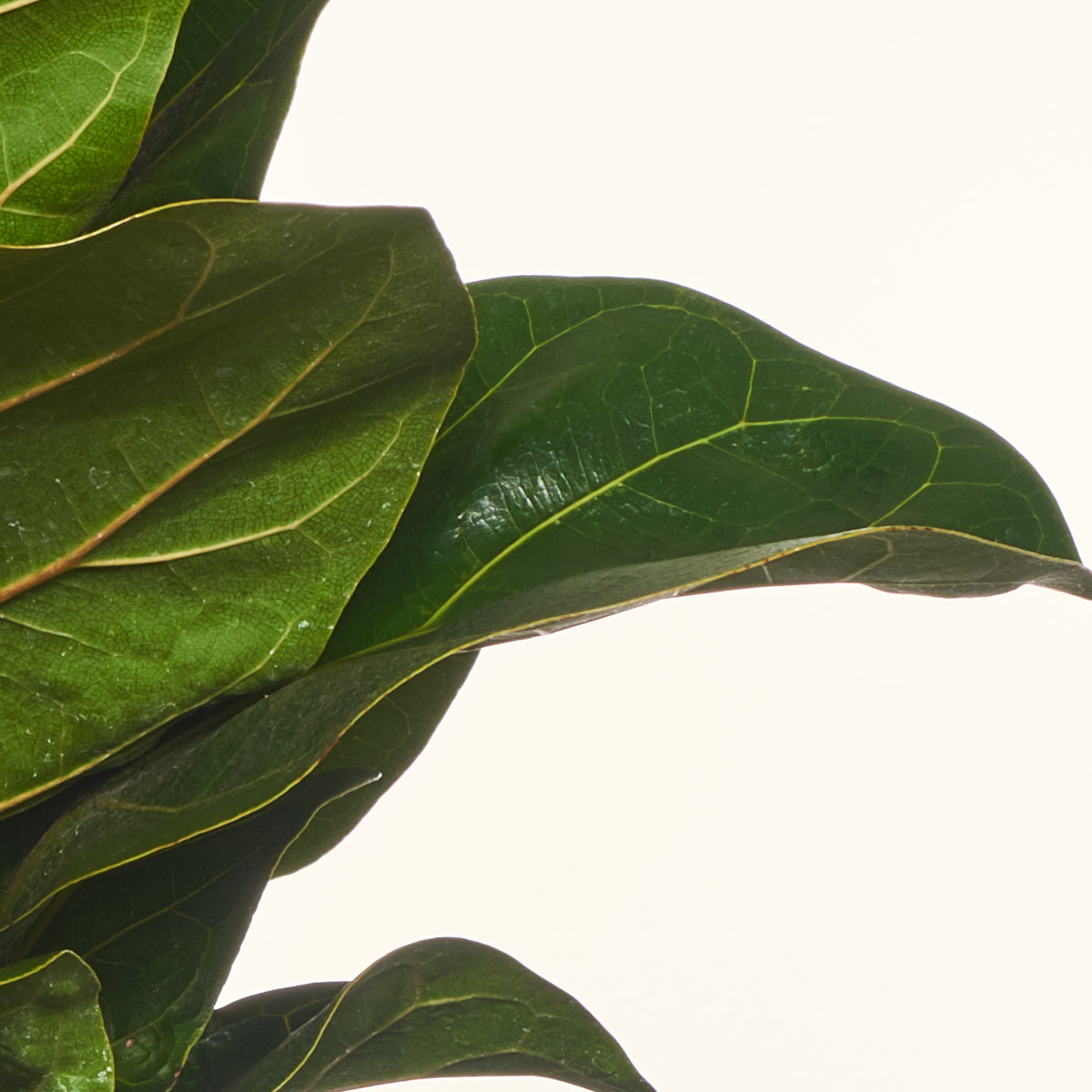 Ficus Pandurata