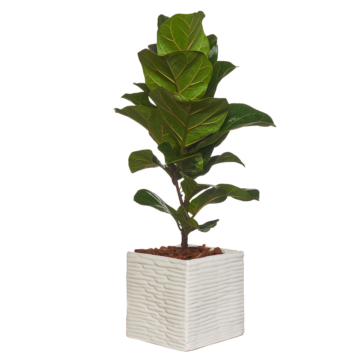 Ficus Pandurata