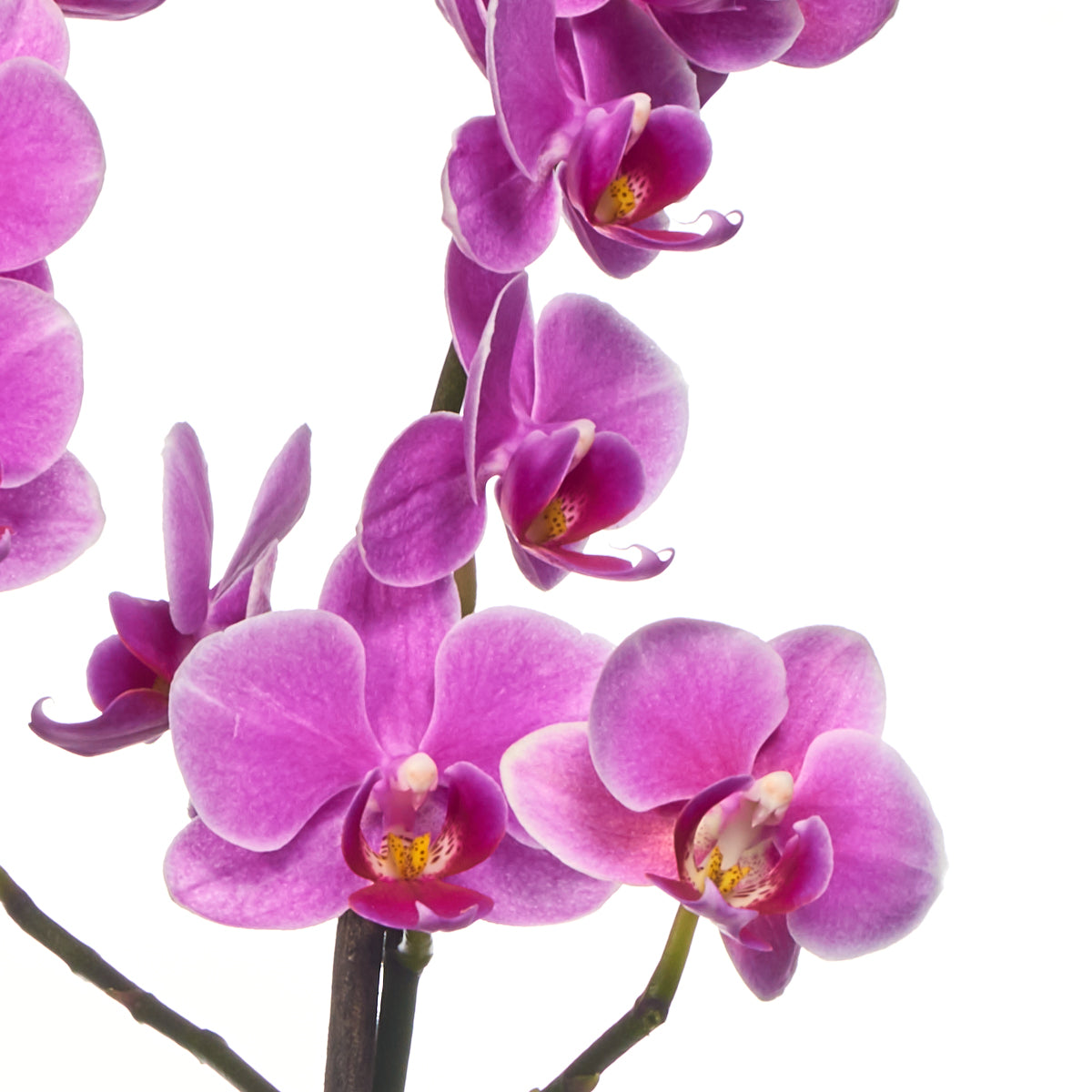 Arreglo Planta Mini Orquídeas