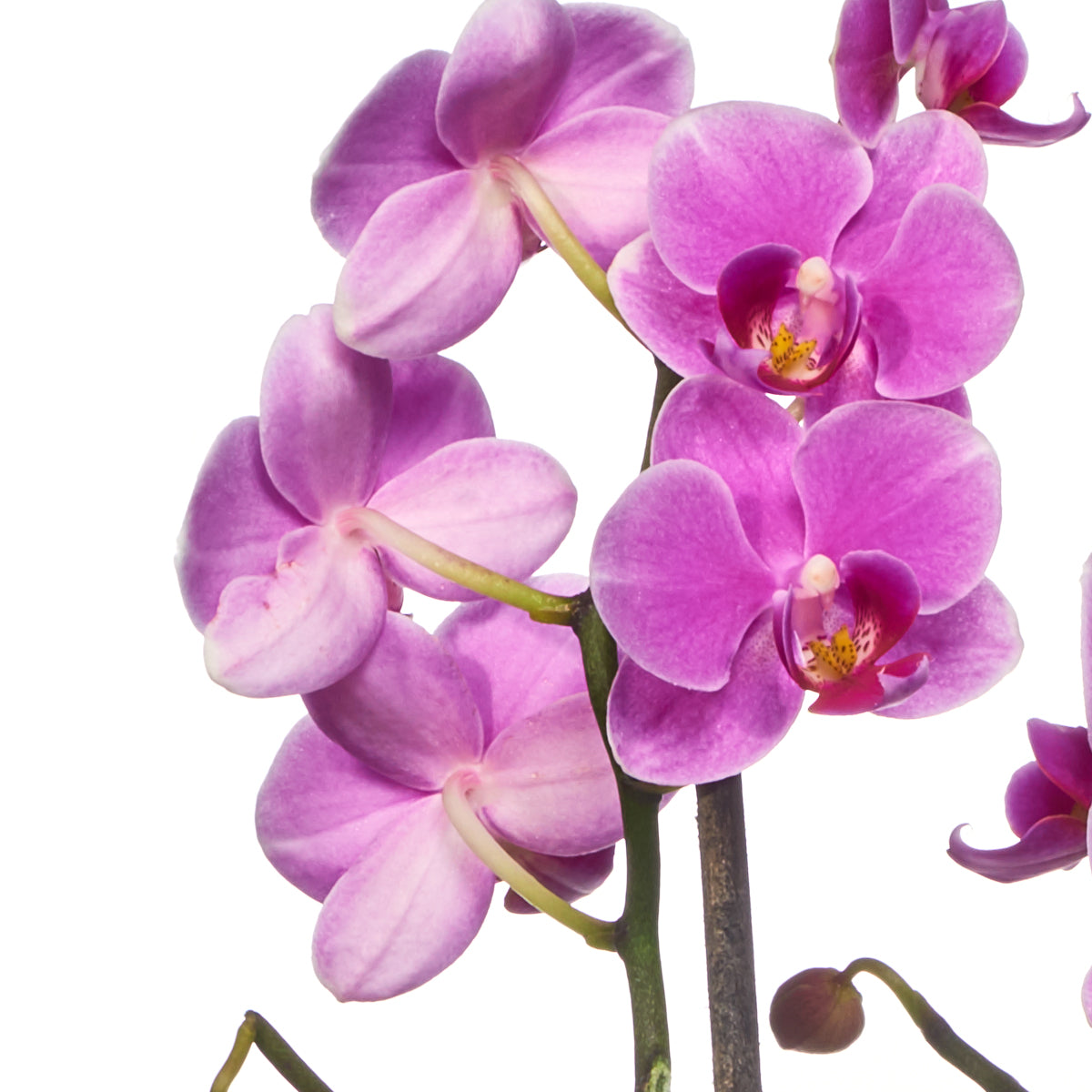 Arreglo Planta Mini Orquídeas