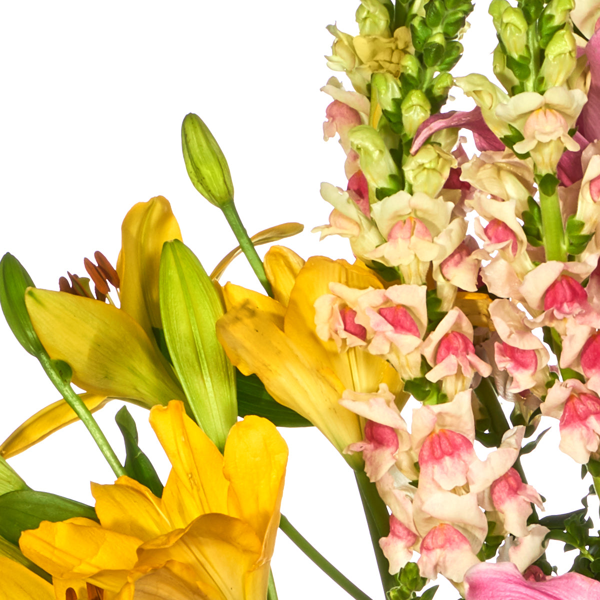 Flores En Armonía De Colores