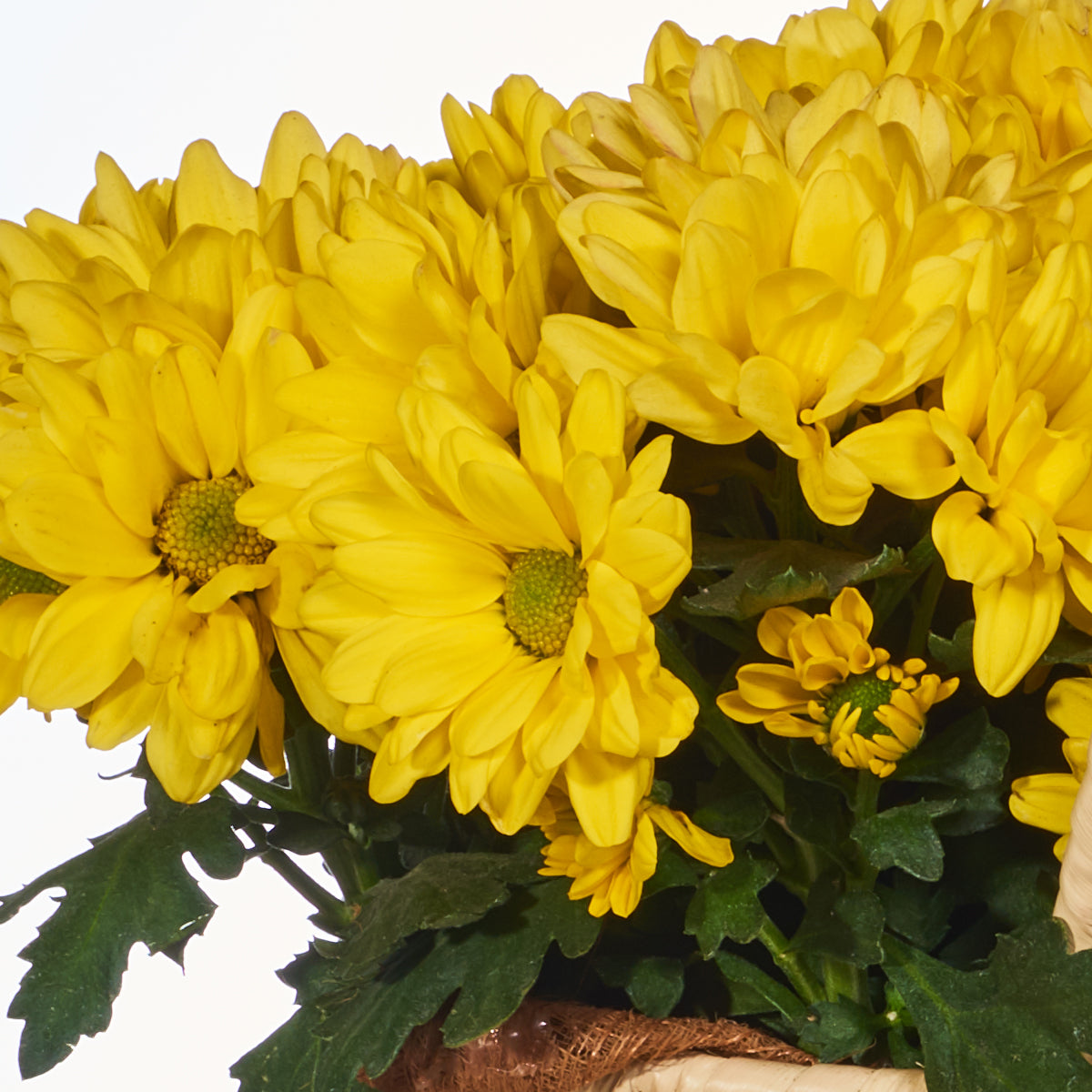 Decoración De Plantas Con Un Gran Valor