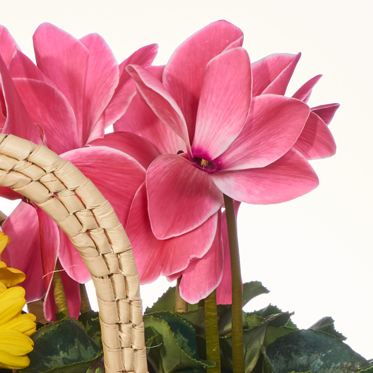 Decoración De Plantas Con Un Gran Valor