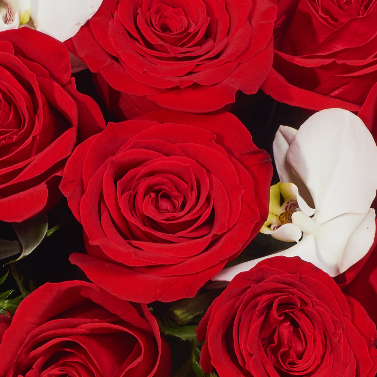 Rosas Y Orquídeas