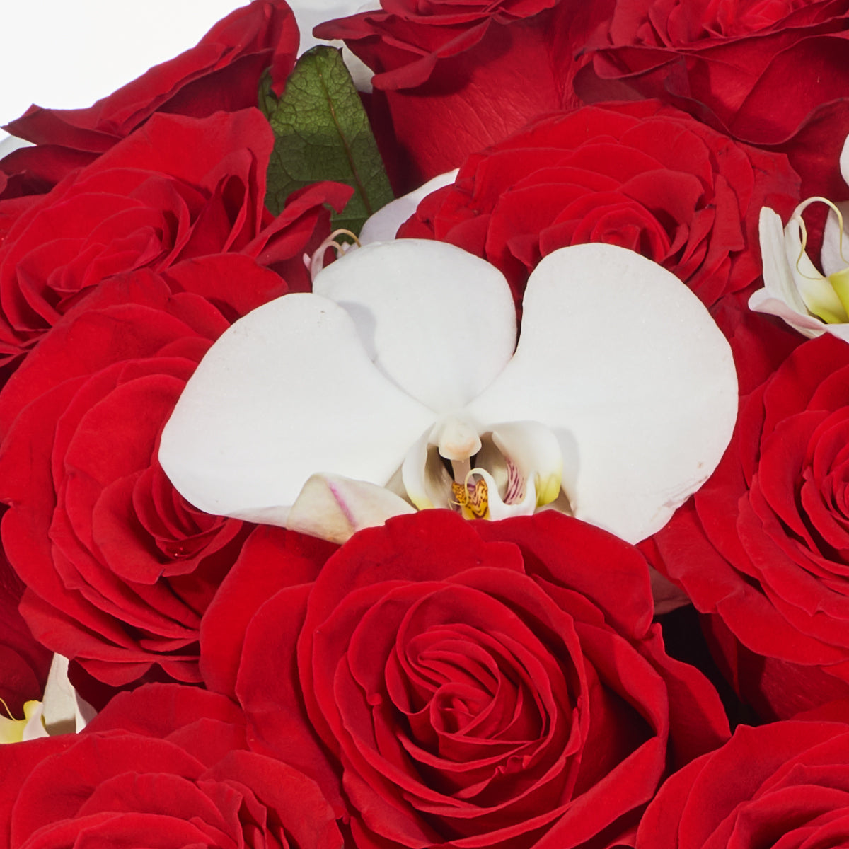 Rosas Y Orquídeas