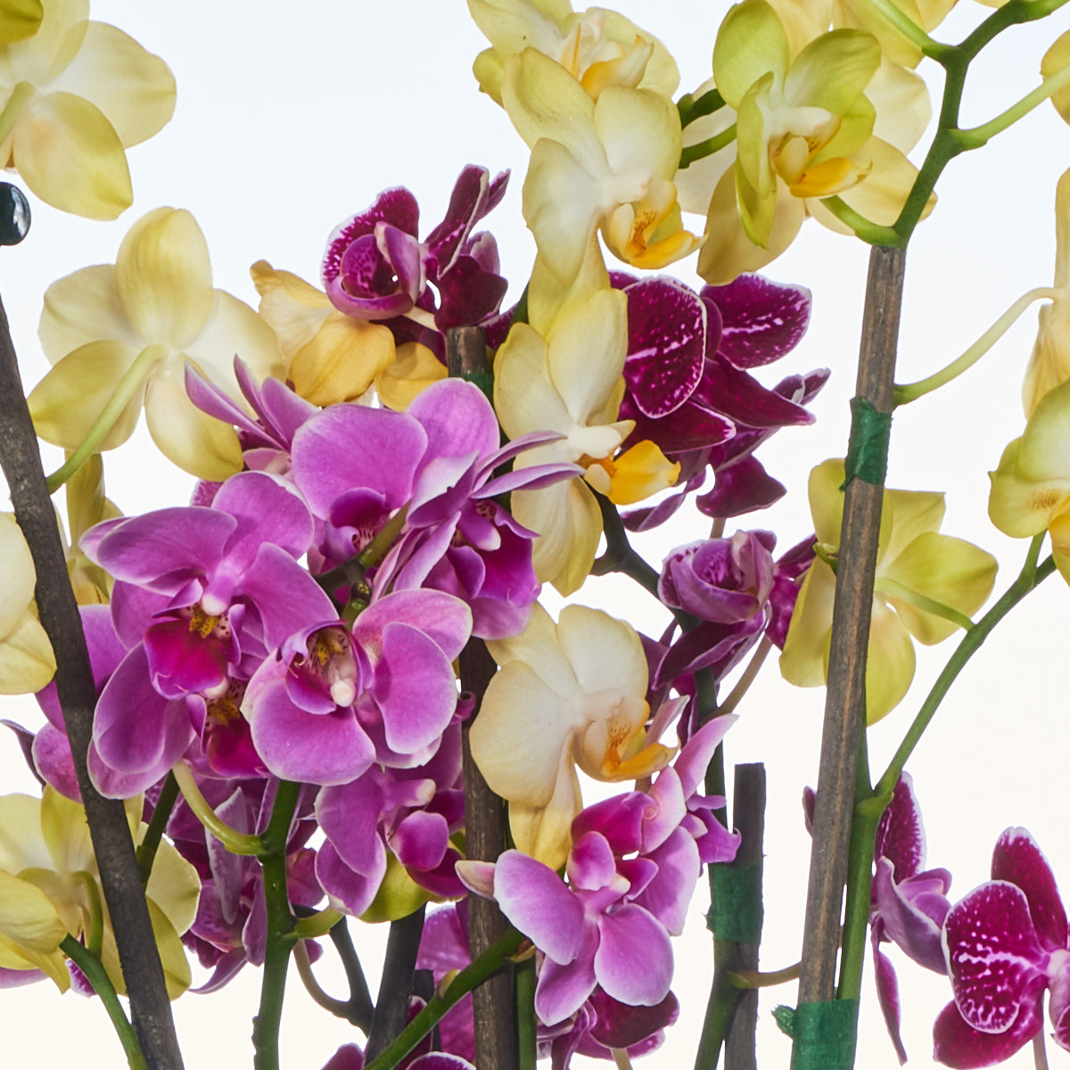 Jardín De Mini Orquídeas