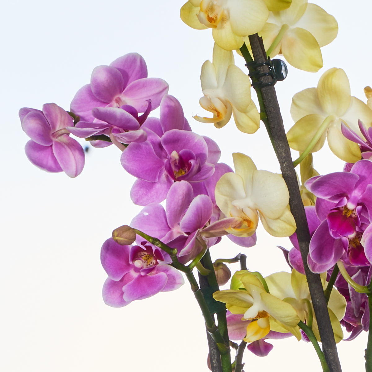 Jardín De Mini Orquídeas