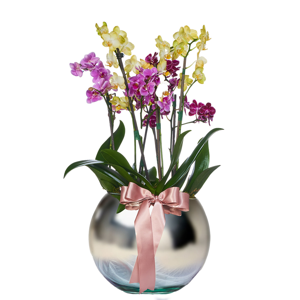 Jardín De Mini Orquídeas