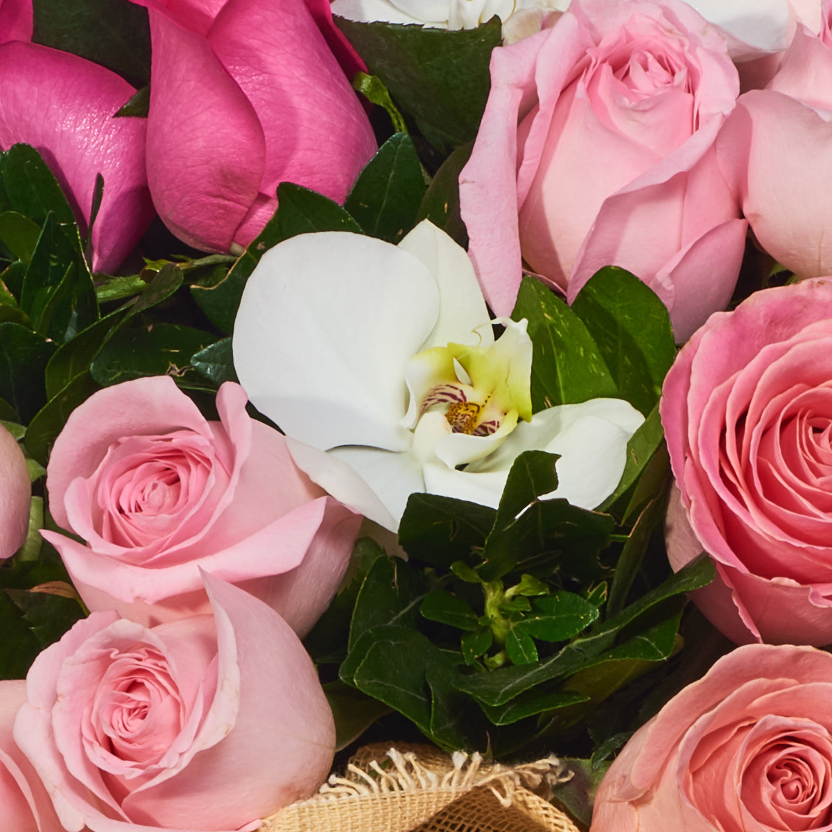 Rosas Cálidas Y Orquídeas