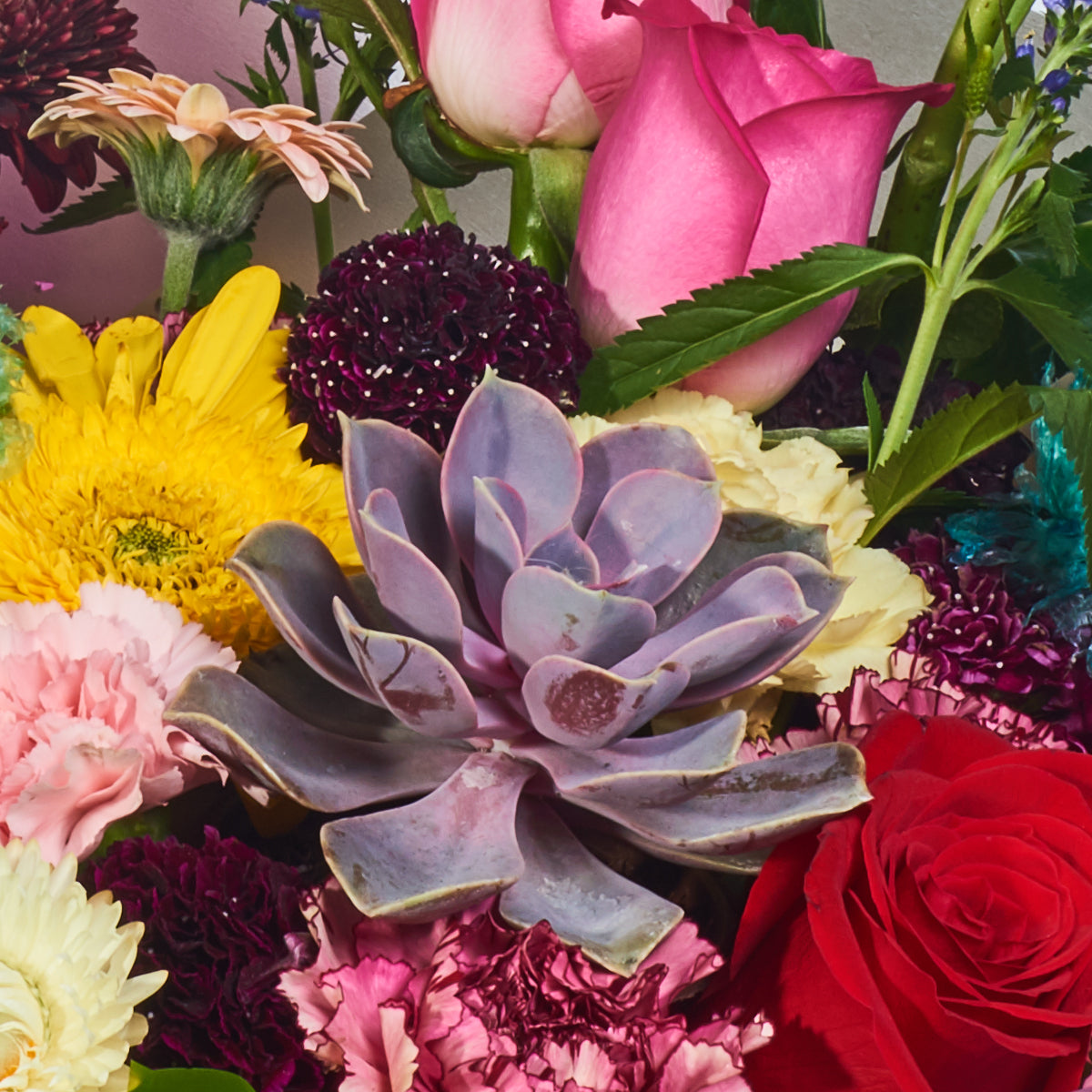 Suculenta Y Rosas
