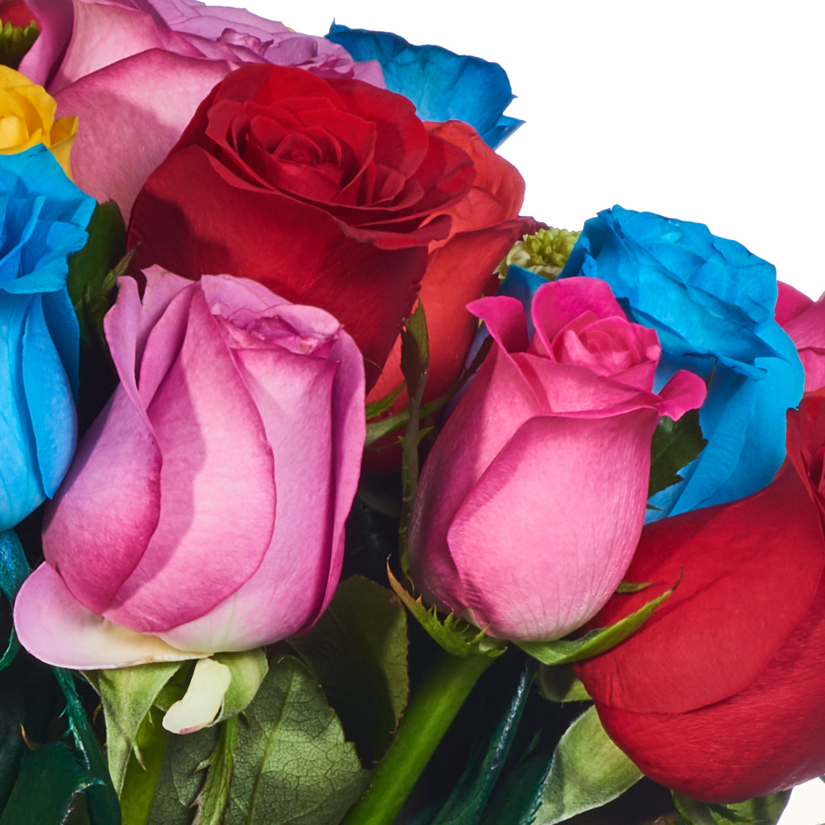Rosas De Colores