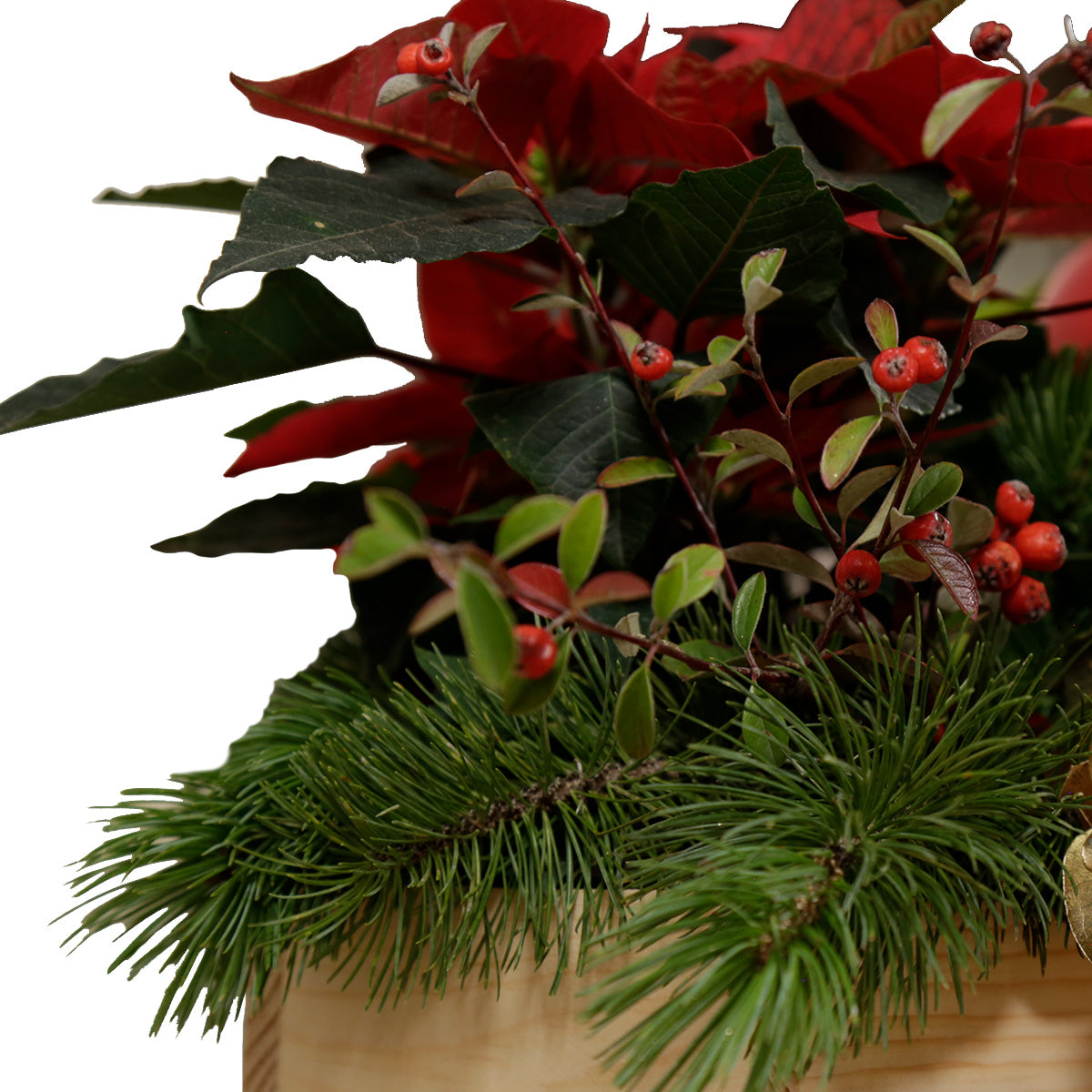 La magia de la navidad, con flores.