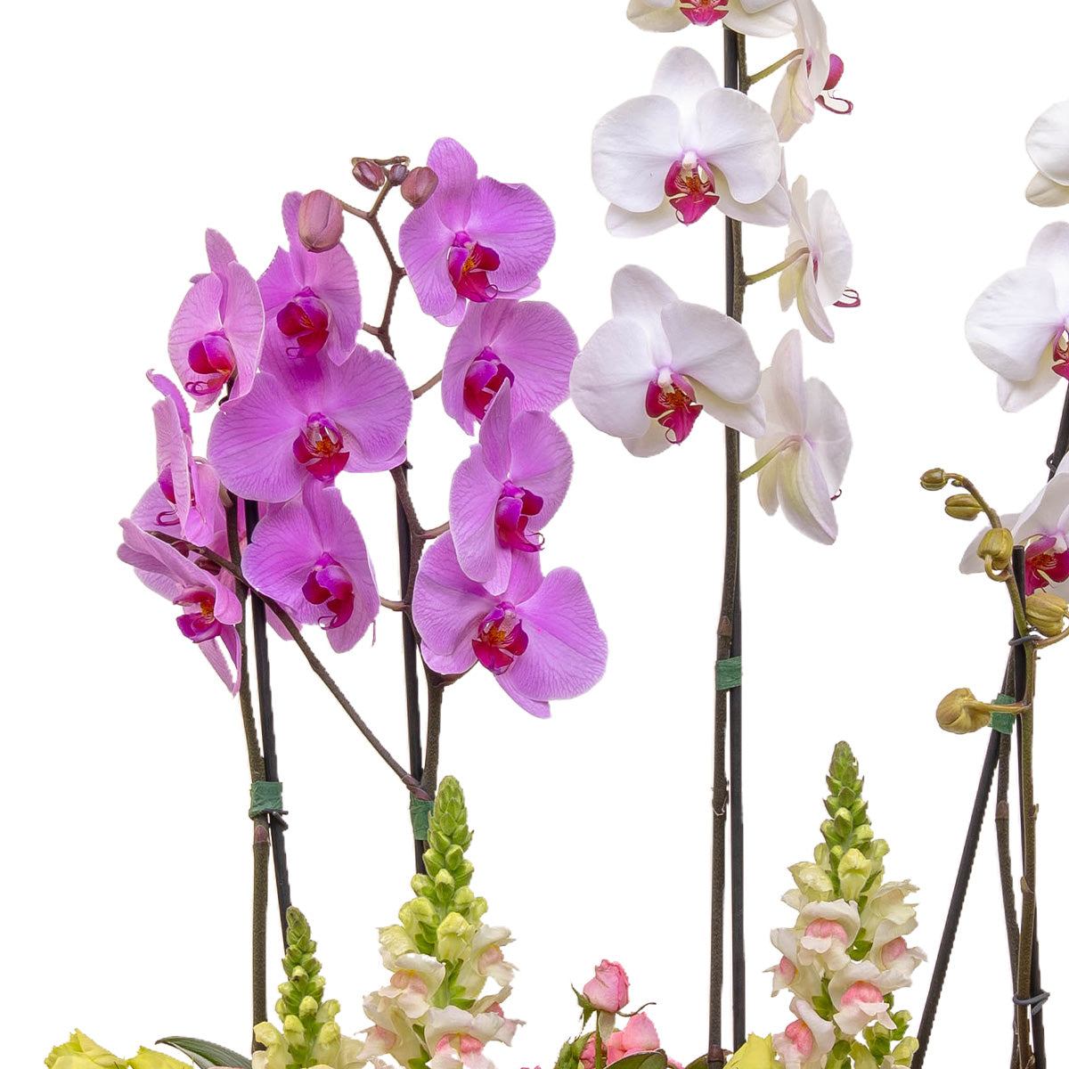 Horizonte de orquídeas