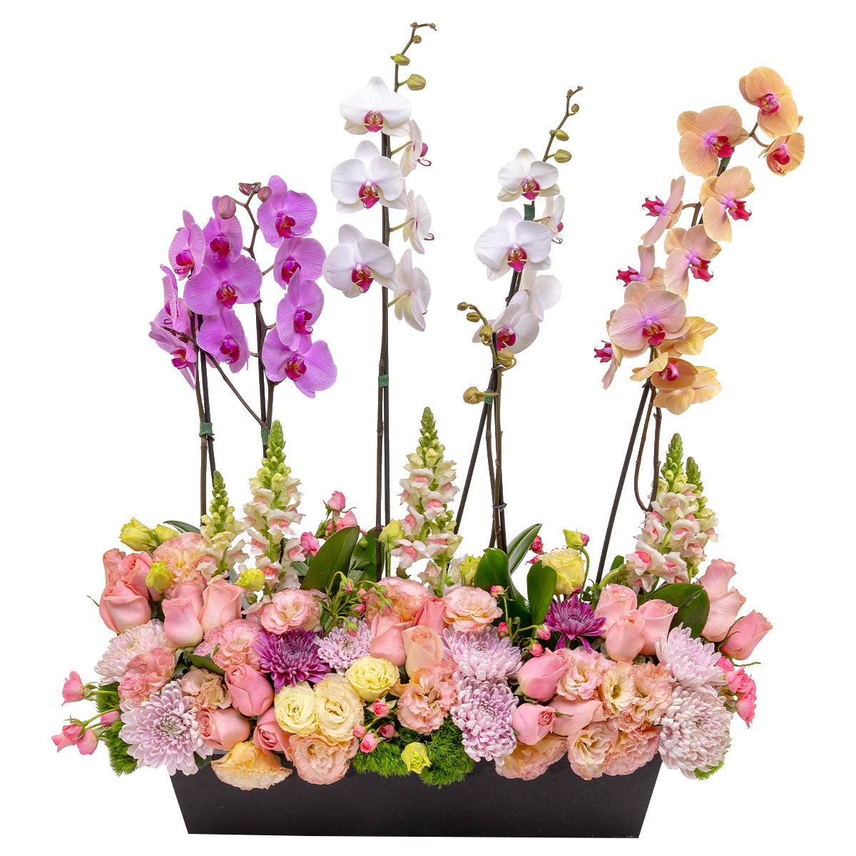 Horizonte de orquídeas