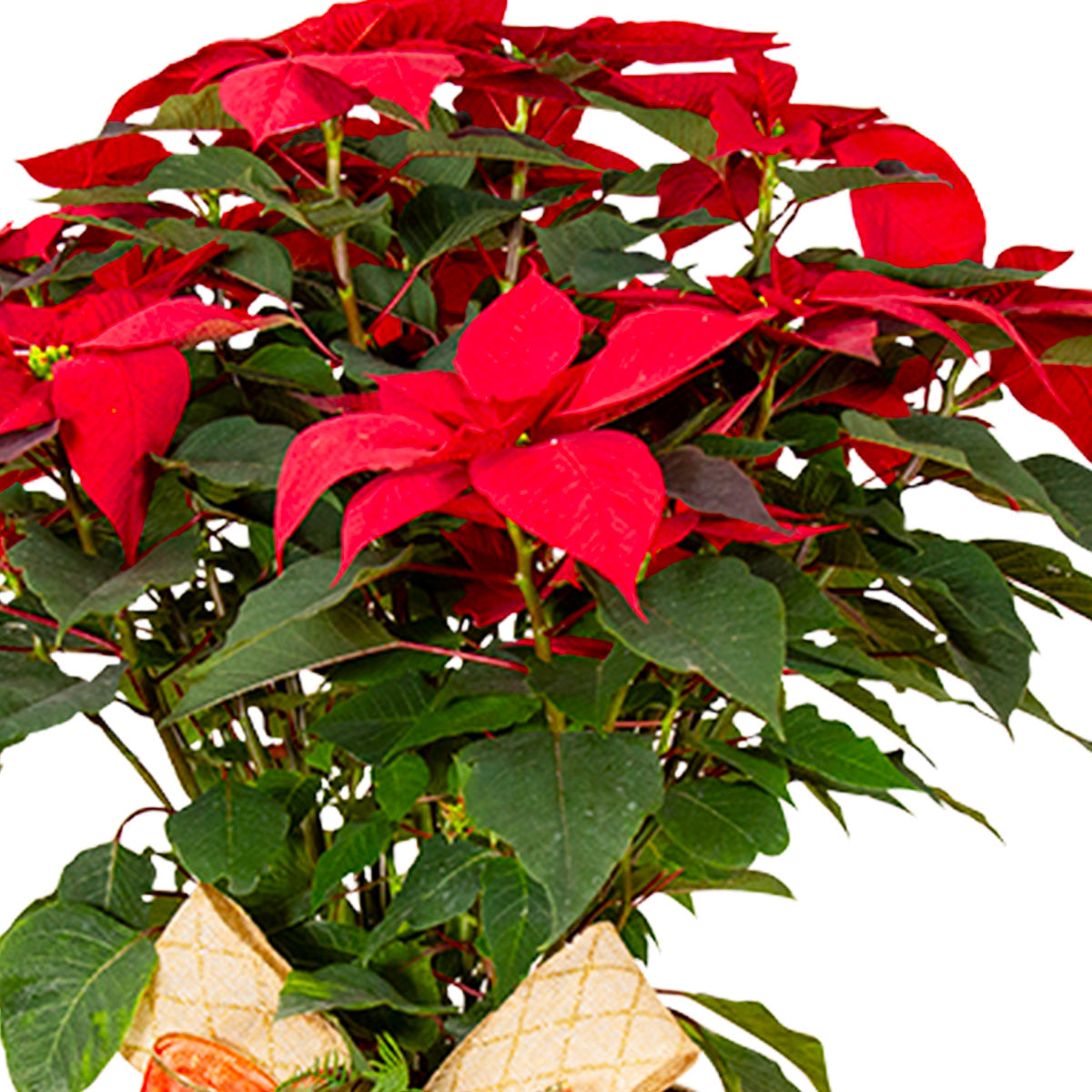 Nochebuena Grande con base