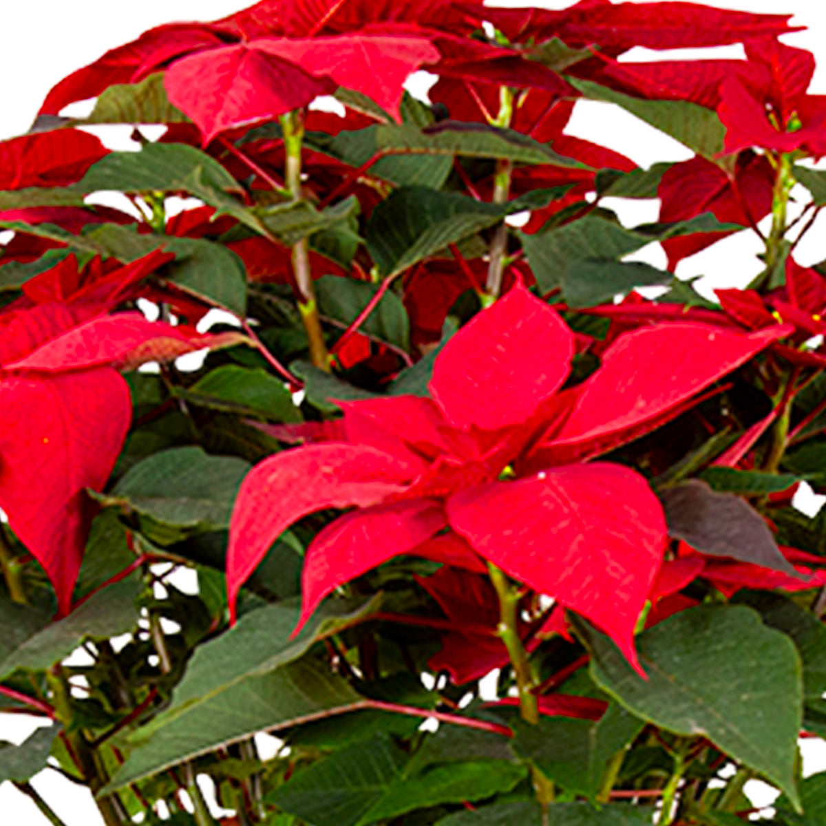 Nochebuena Grande con base