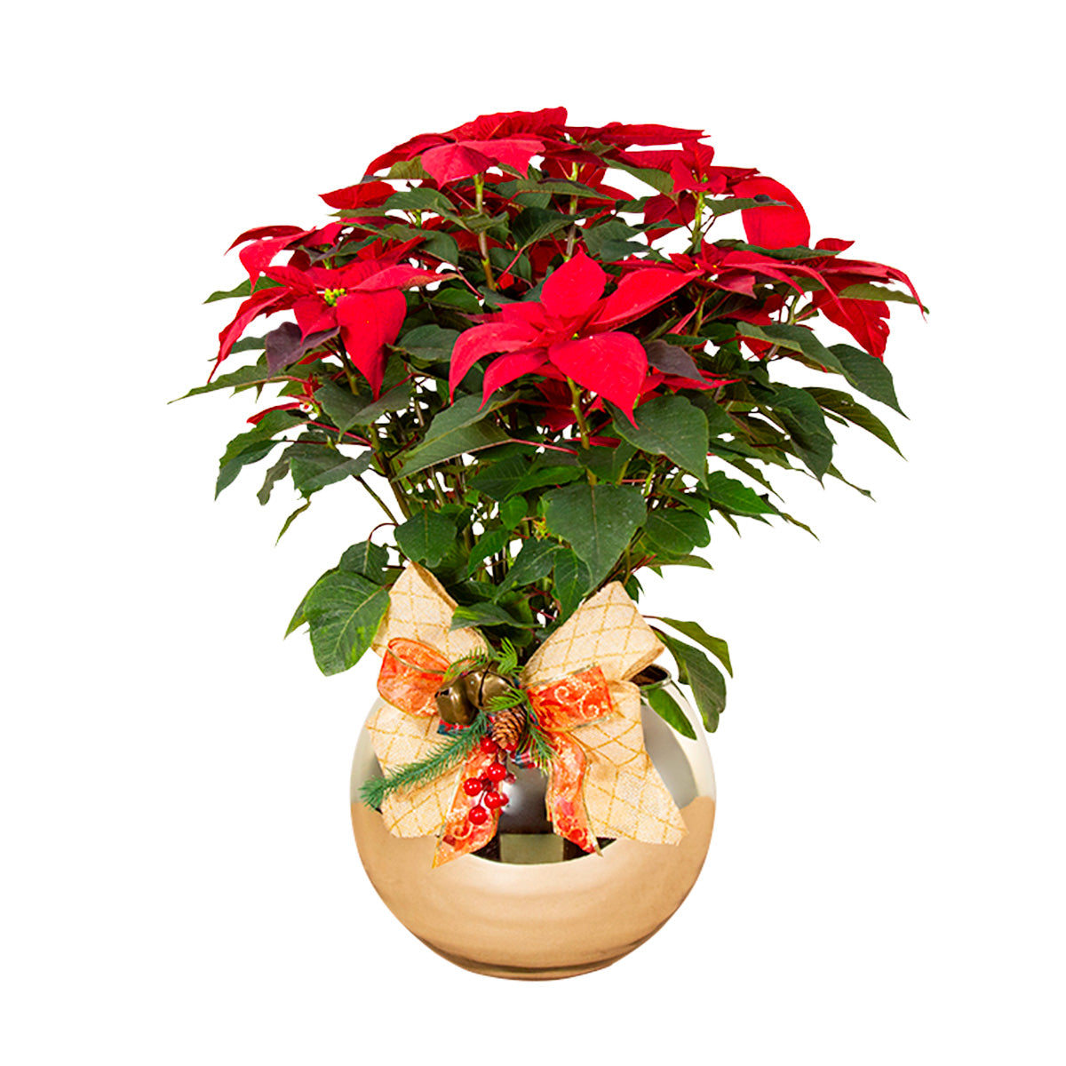 Nochebuena Grande con base