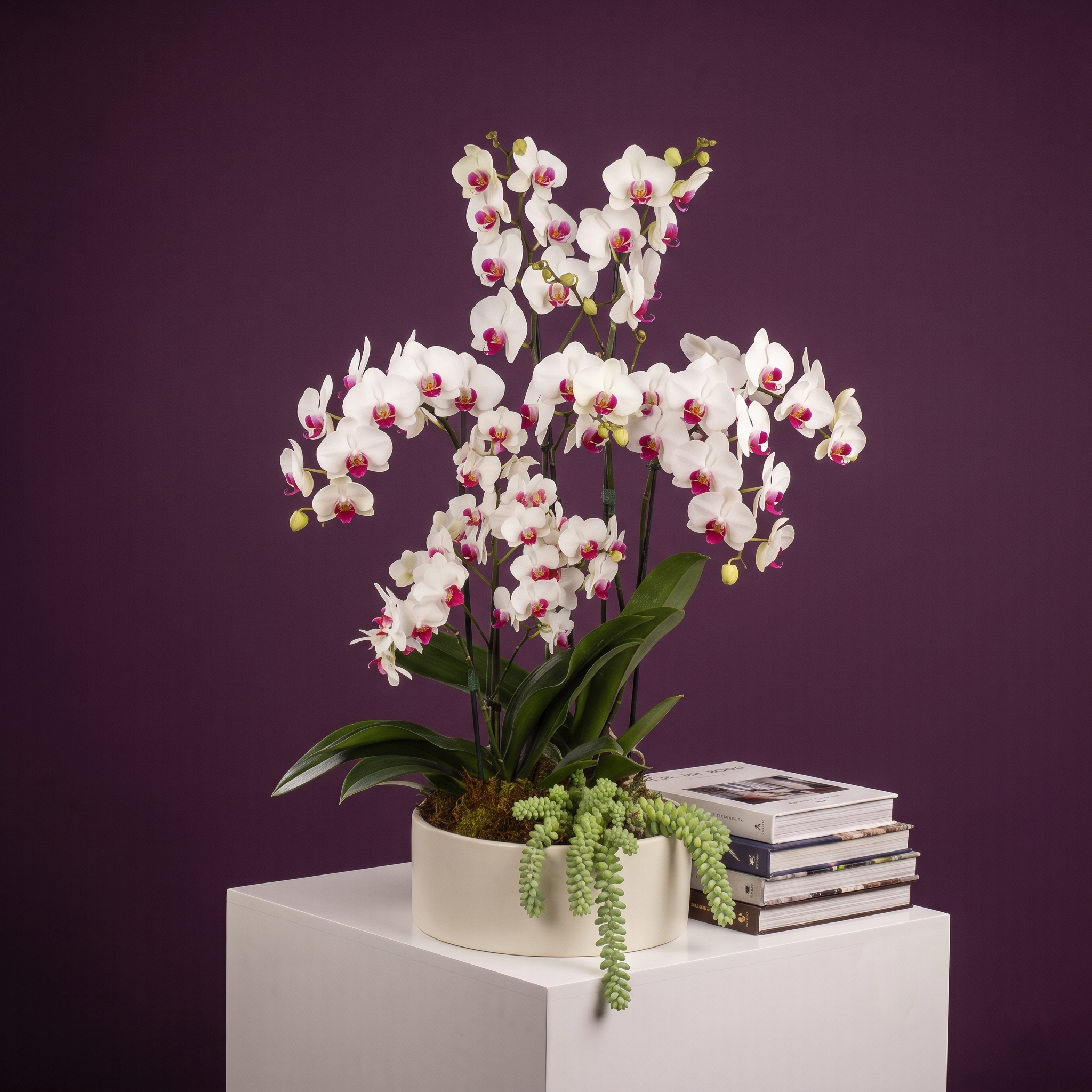 Orquidea Bicolor