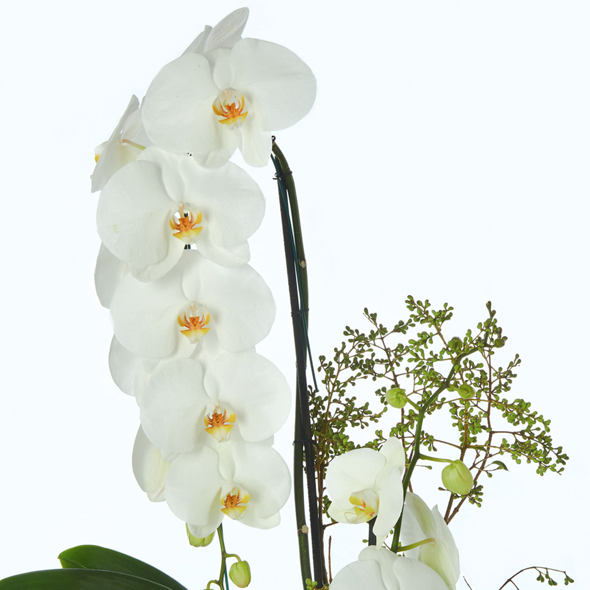 Orquidea  blanca, en cascada