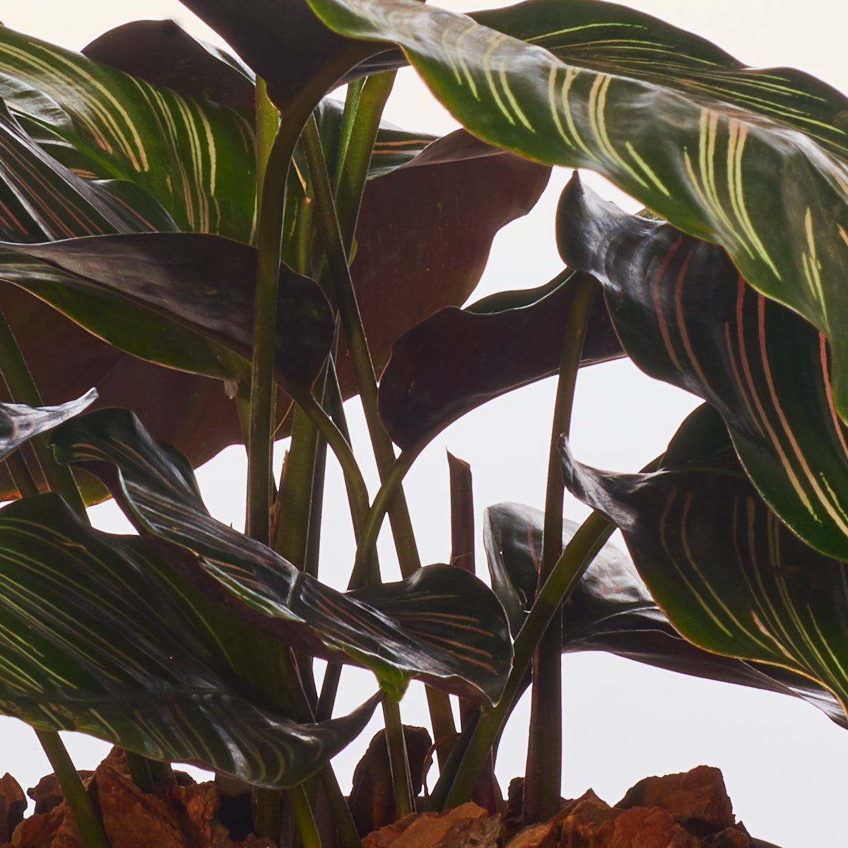 Calathea Ornata