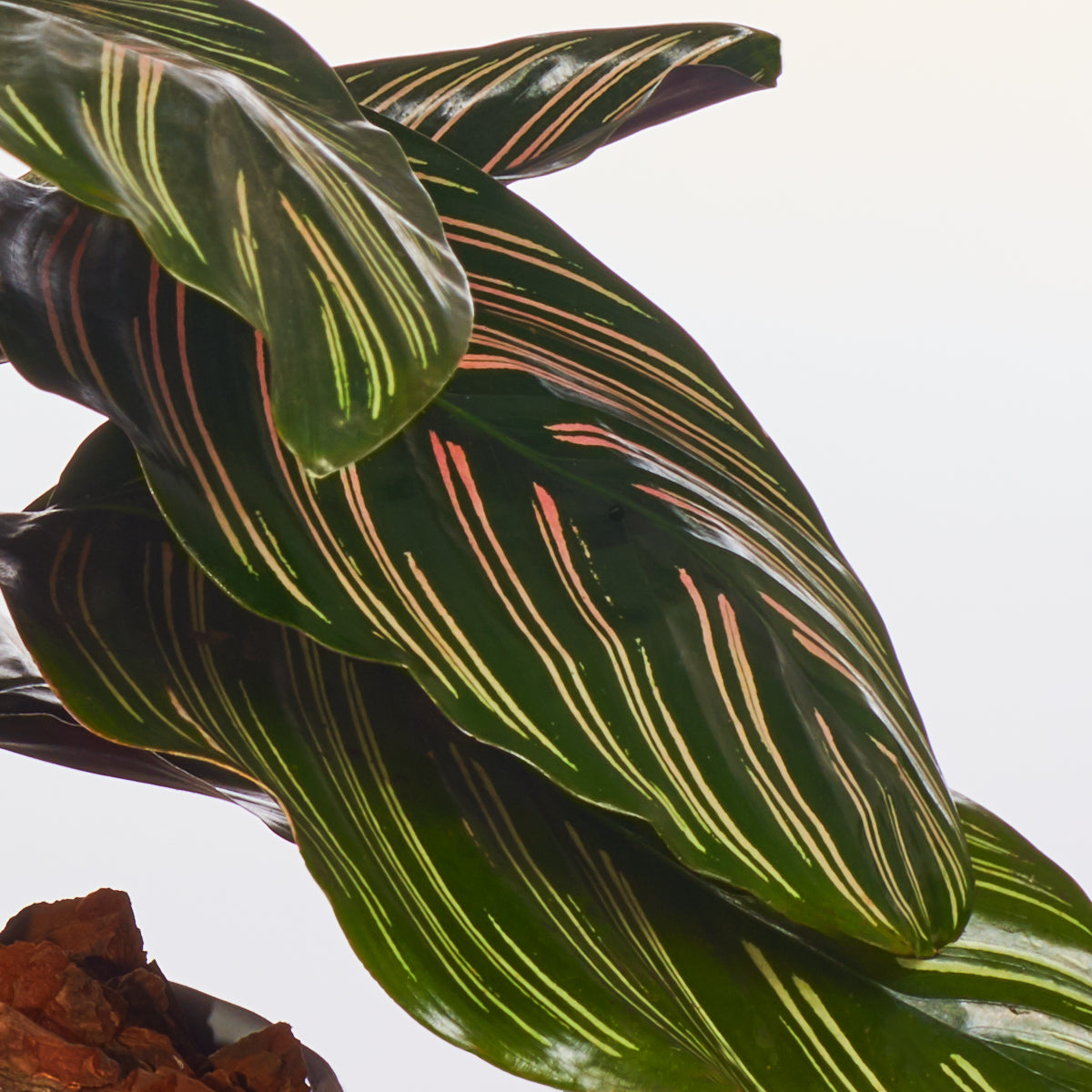 Calathea Ornata