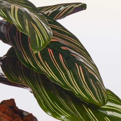 Calathea Ornata