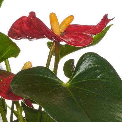 Arreglo Mini Anthurium