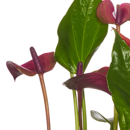 Arreglo Mini Anthurium