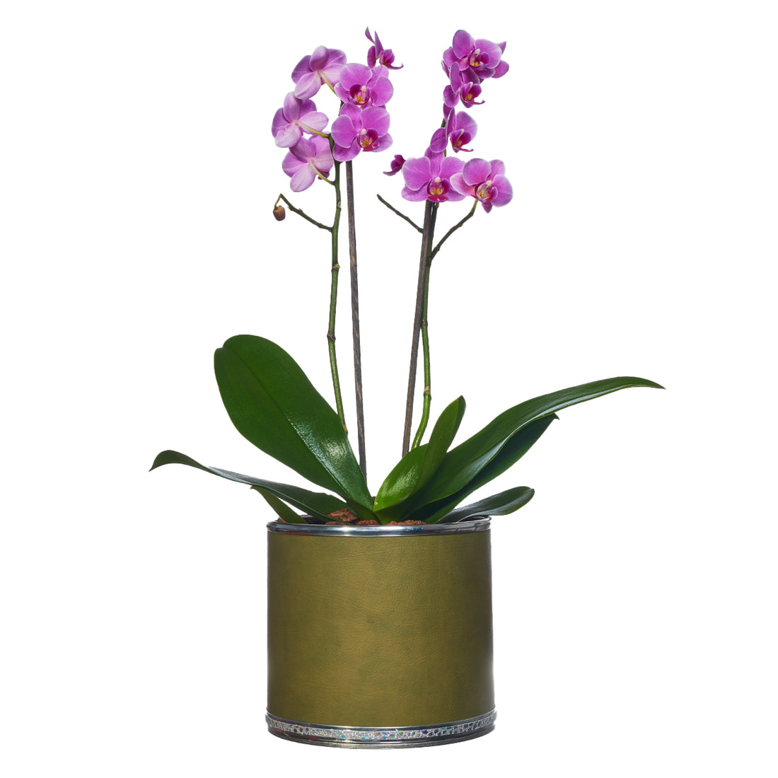 Arreglo Planta mini orquídeas