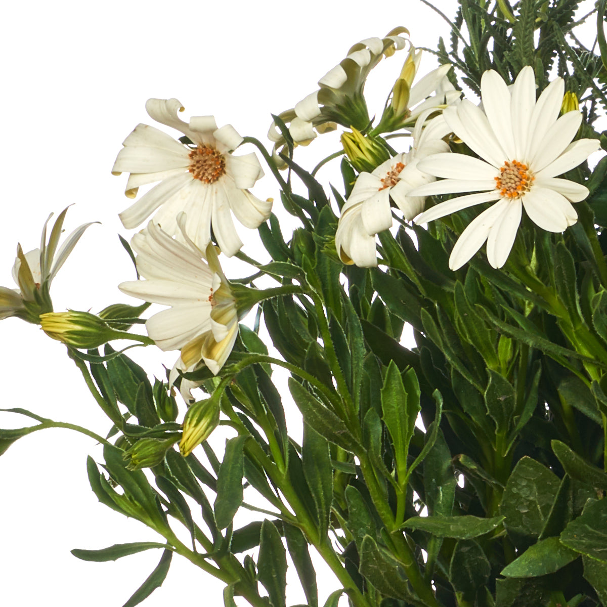 Canasta con plantas que simbolizan fundamentos fuertes y duraderos