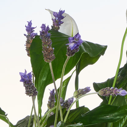 Plantas con hermoso significado