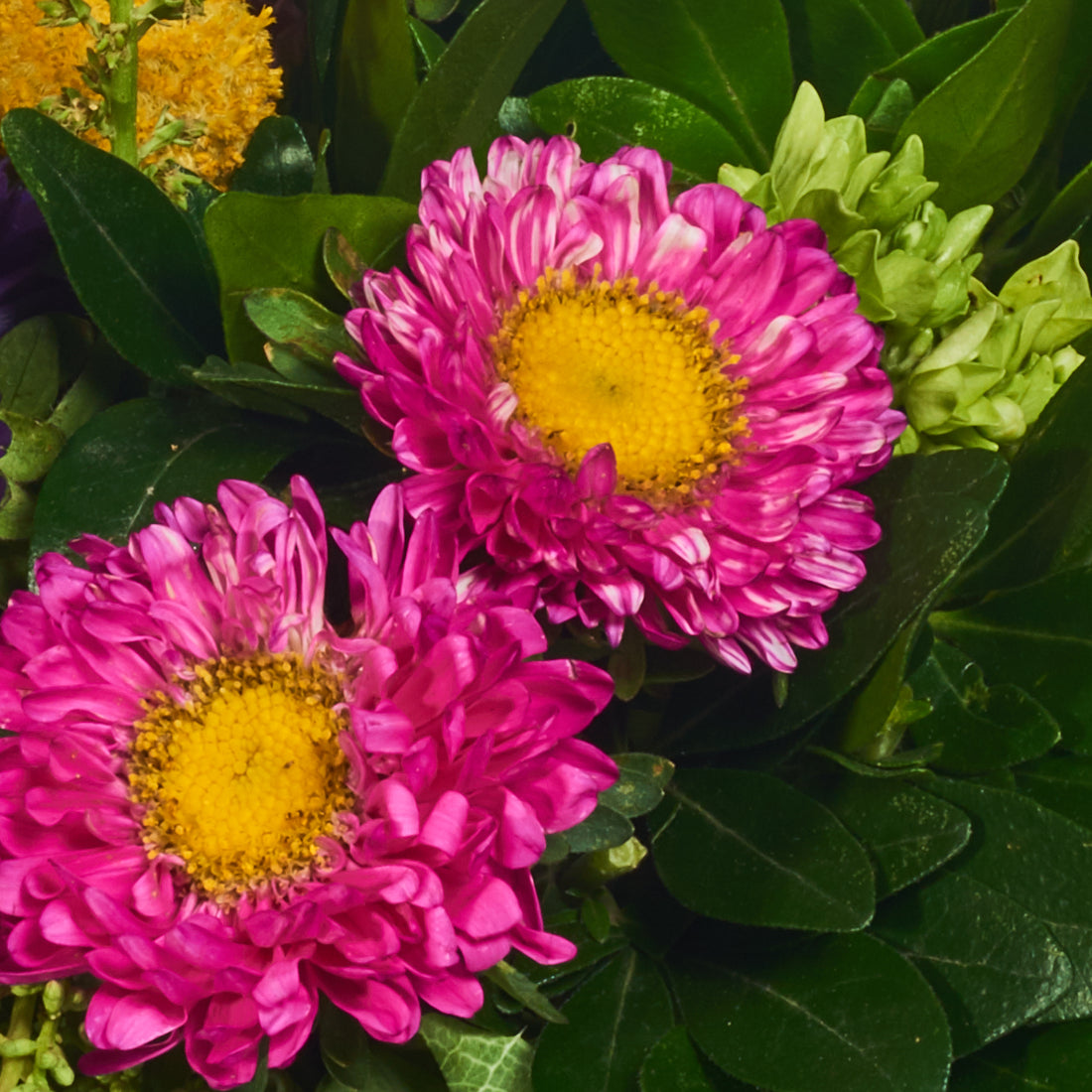 Perfecto Para El Jardín Con Flores Únicas