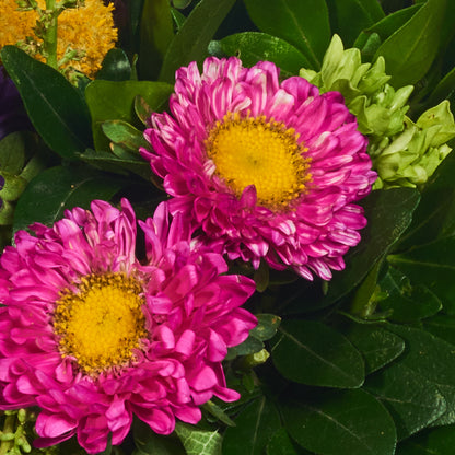 Perfecto para el jardín con flores únicas